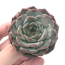 Echeveria 'Helena' Hybrid 2"-3" Powdery Succulent Plant