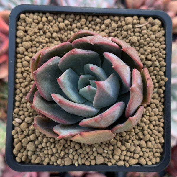 Echeveria 'Alpinasaem' 2"-3" Succulent Plant