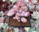 Graptopetalum 'Amethystinum' 2" Succulent Plant