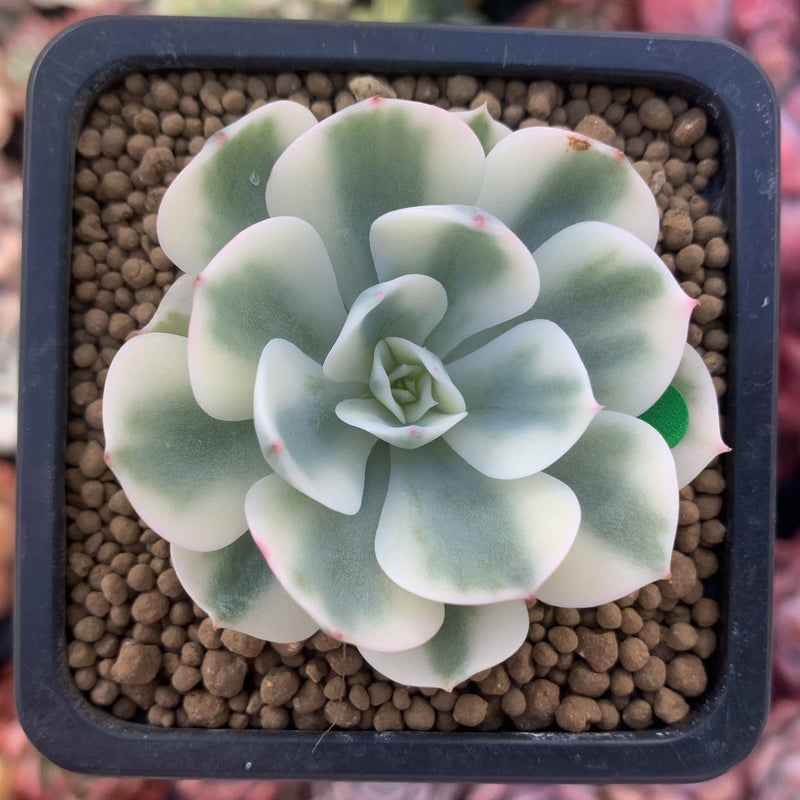 Echeveria 'Compton Carousel' Variegated 2" Succulent Plant