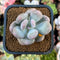 Pachyphytum 'Bracteosum' 2" Succulent Plant