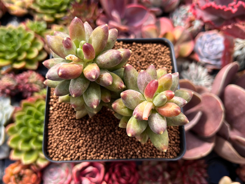 Pachyphytum 'Compactum' 2"-3" Cluster Succulent Plant