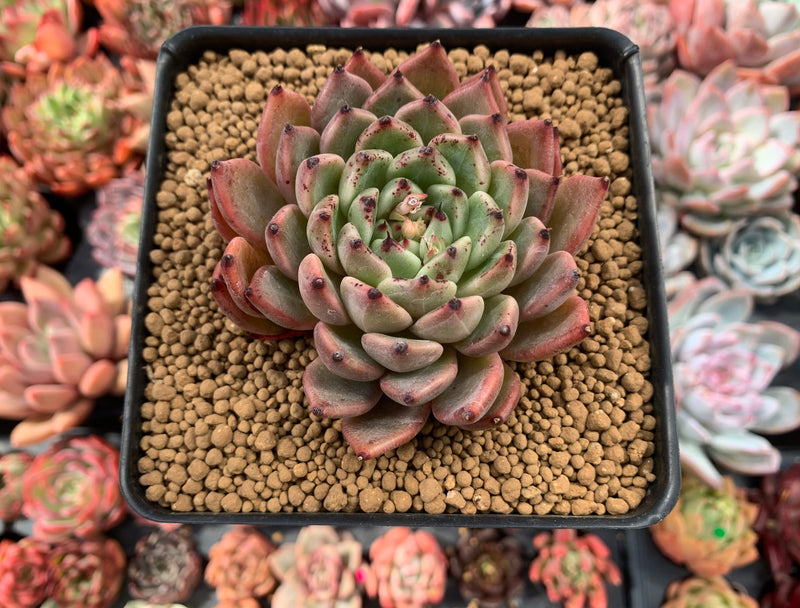 Echeveria Agavoides 'Pamila' 4" Succulent Plant