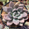 Graptoveria 'Opalina' Hybrid 4" Succulent Plant