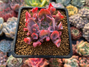 Echeveria 'Trumpet Pinky' 2"-3" Succulent Plant