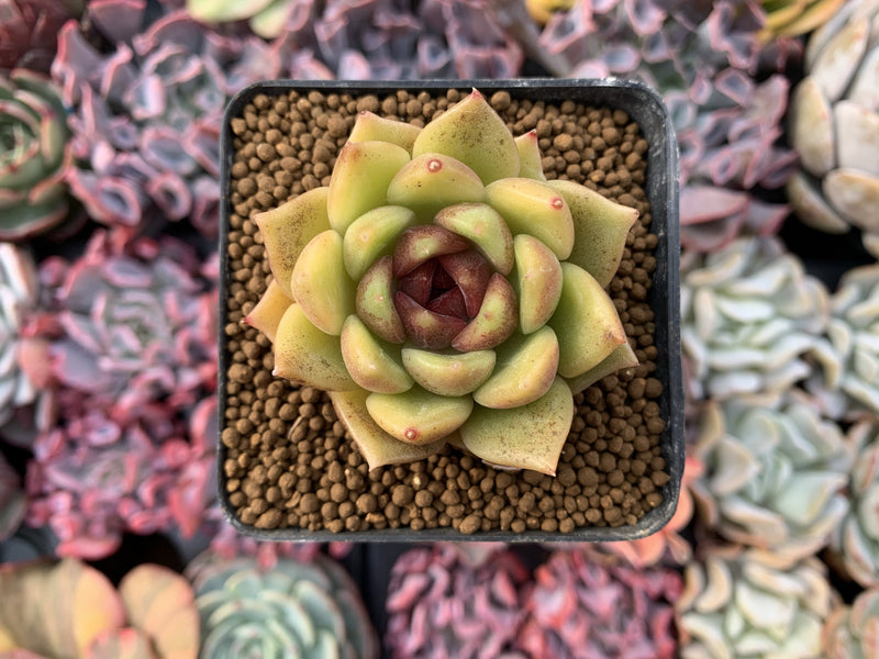 Echeveria Agavoides 'Black Rose' 2"-3" Succulent Plant