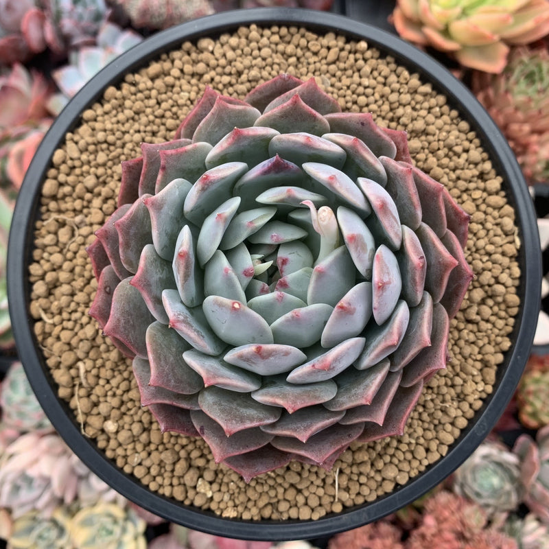 Echeveria 'Colorata' Hybrid 4"-5" Powdery Succulent Plant