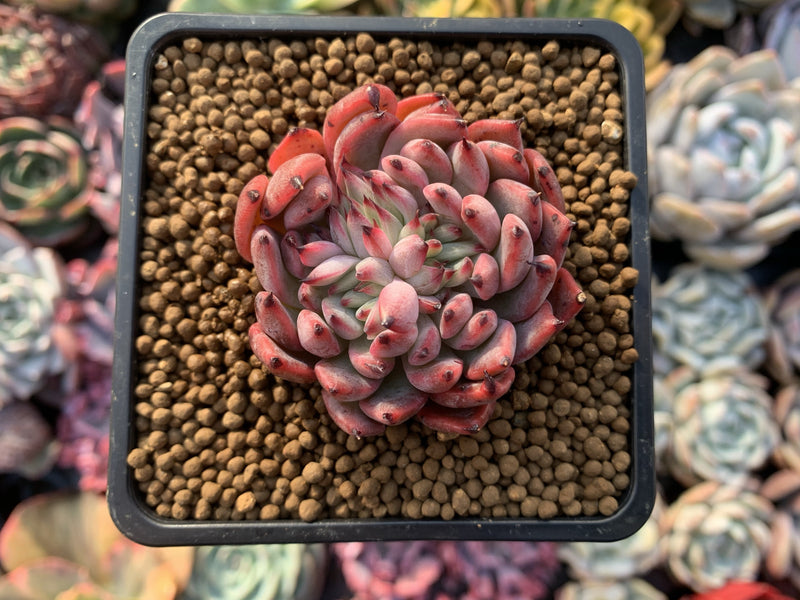 Echeveria Agavoides 'Vivace' 1" Succulent Plant