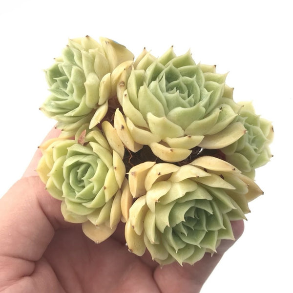 Echeveria 'Onslow' Cluster 3" Rare Succulent Plant