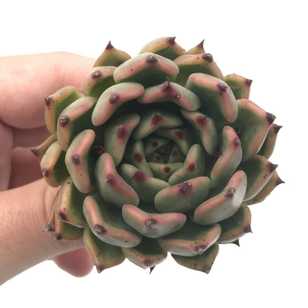 Echeveria Agavoides ‘Golden Bear’ 1”-2” Rare Succulent Plant