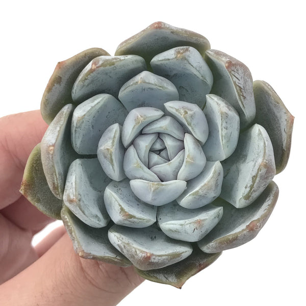 Echeveria 'Snow Bunny' 3" Powdery Succulent Plant