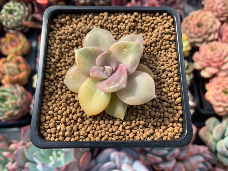 Graptopetalum 'Purple Delight' Variegated 2" Succulent Plant