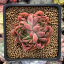 Echeveria Agavoides 'Angel Star' 3" Succulent Plant