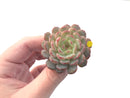 Echeveria 'White Farm' 1"-2" New Hybrid Succulent Plant