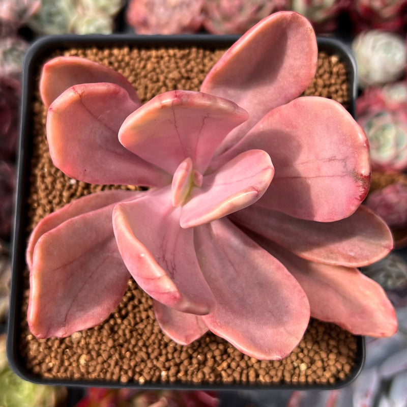 Pachyveria 'Pampoteus' Variegated 3" Succulent Plant