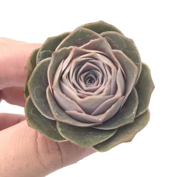 Greenovia 'El Hiero' 1"-2" Rare Succulent Plant