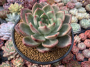 Echeveria Agavoides 'Shallot' 5"-6" Succulent Plant