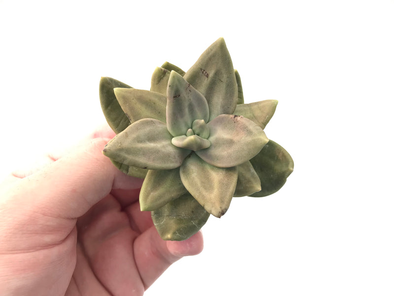 Echeveria 'Xichuensis' 2"-3" Succulent Plant