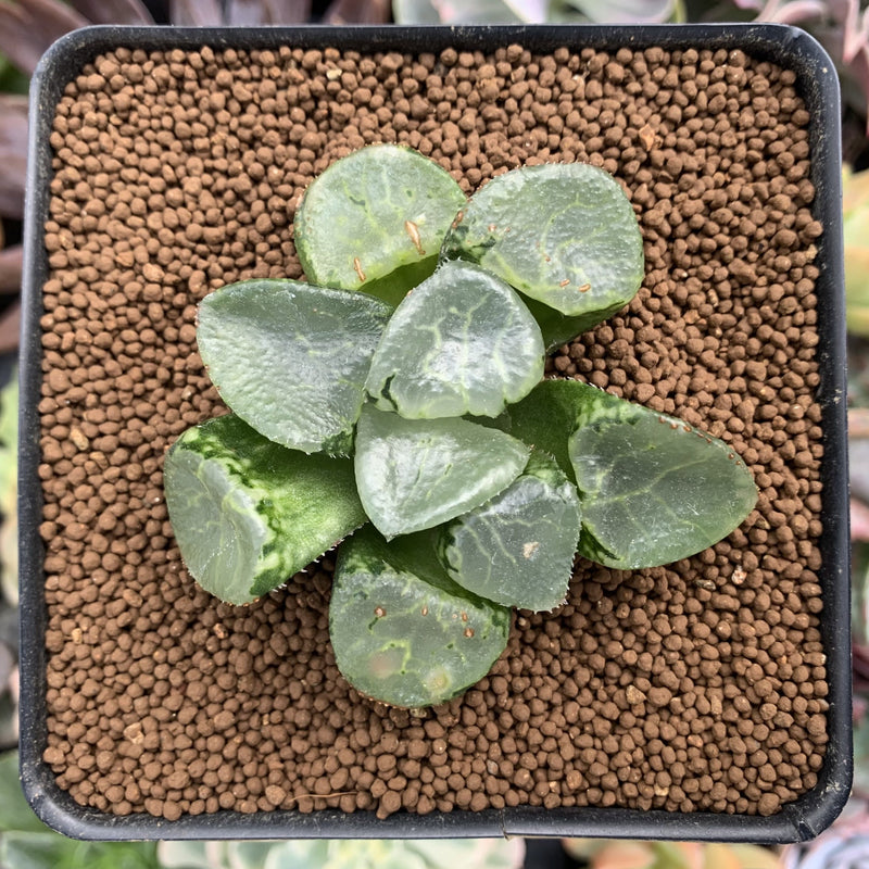 Haworthia 'Ikeda' Wide Leaf 2" Succulent Plant