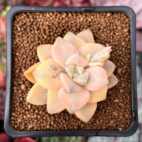 Graptoveria 'Titubans' Variegated 1” Succulent Plant