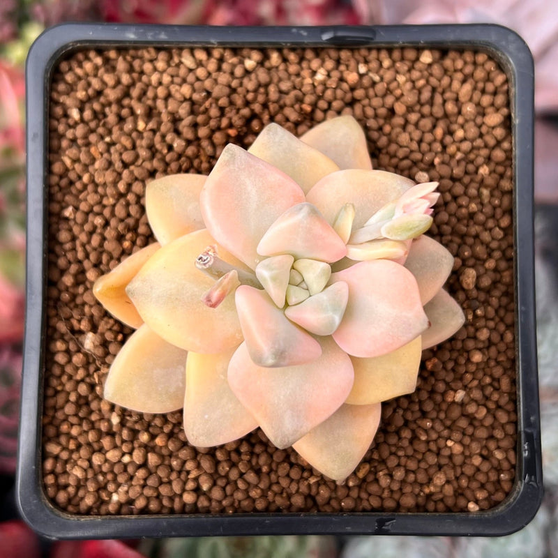 Graptoveria 'Titubans' Variegated 1” Succulent Plant