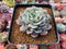 Echeveria 'Raffine' 3" Powdery Succulent Plant