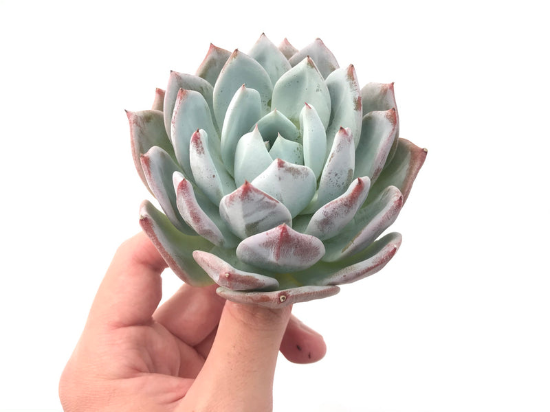 Echeveria 'Colorata' Hybrid Large 4"-5" Powdery Succulent Plant