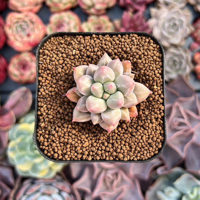 Pachyphytum 'Angels Finger' 1" Succulent Plant