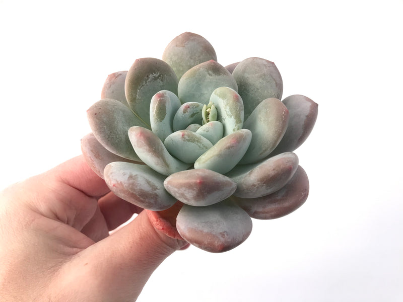 Echeveria 'Pearlberry' Powdery 4" Succulent Plant