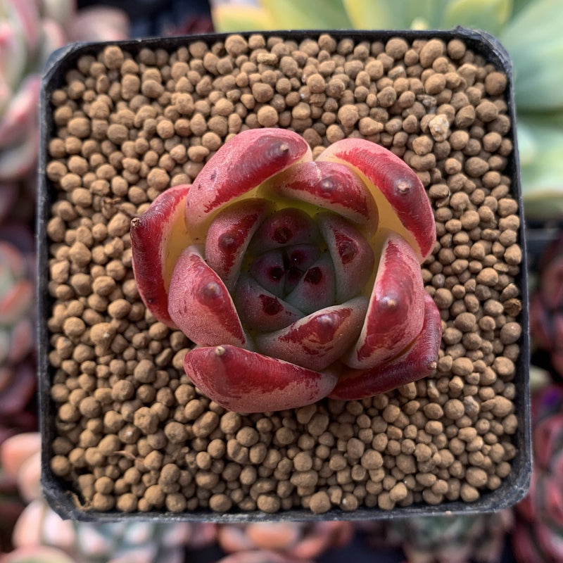 Echeveria Agavoides 'Casio' 1" Small Succulent Plant