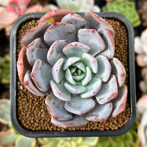 Echeveria 'Icy Purple' 2" Powdery Succulent Plant