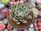 Echeveria Agavoides 'White Champaign' 4" Succulent Plant