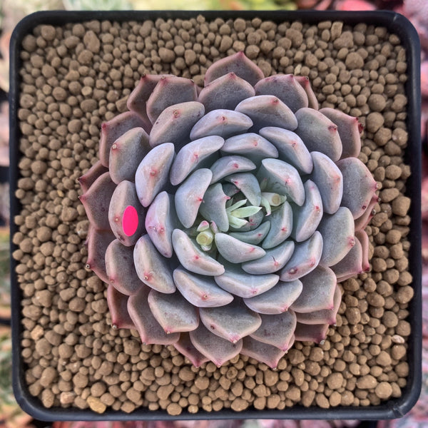 Echeveria 'Zaragoza' Hybrid 2"-3" Succulent Plant