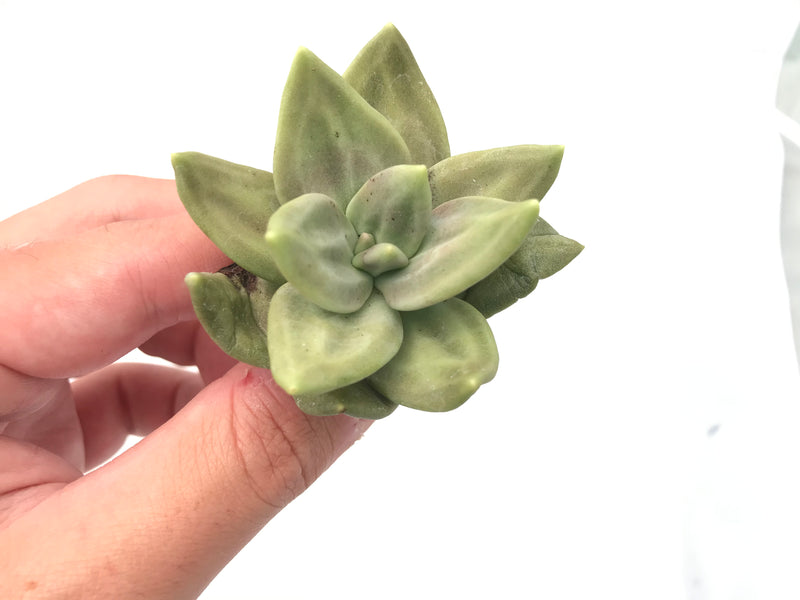 Echeveria 'Xichuensis' 3" Rare Succulent Plant