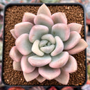 Graptoveria 'Opalina' Variegated 3" Succulent Plant