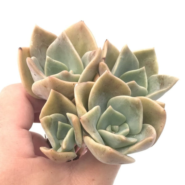 Graptoveria 'Bainessi' Cluster 4" Rare Succulent Plant