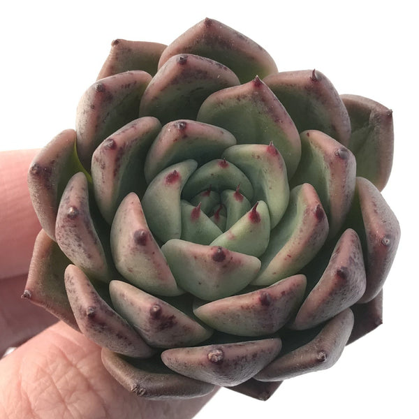 Echeveria 'Ebony' X 'Zaragoza' 2"-3" Succulent Plant