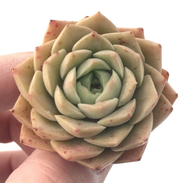 Echeveria 'Mohican' 1"-2" Succulent Plant