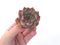 Echeveria 'Kerlean' 2" Succulent Plant