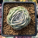 Echeveria 'Mexico Rose' 2" Succulent Plant