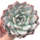 Echeveria 'Orange Monroe' 4" Powdery Succulent Plant