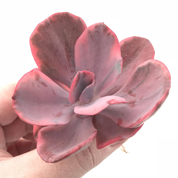 Echeveria Angel Wing Variegated 3” Rare Succulent Plant