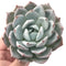 Echeveria 'Colorata' Hybrid Large 4"-5" Powdery Succulent Plant