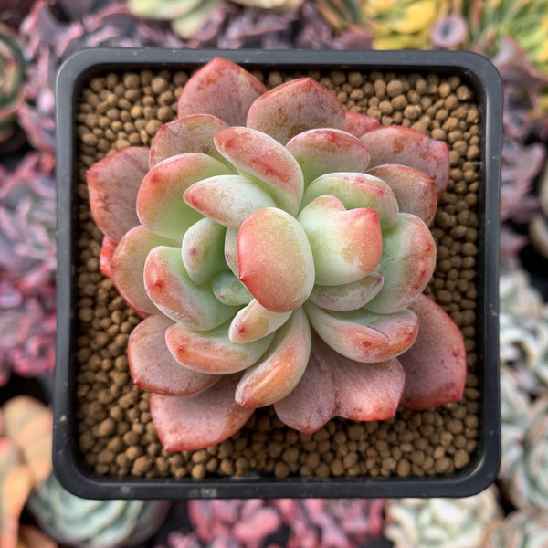 Echeveria 'Star Mark' Bifurcated 2"-3" Succulent Plant