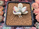 Cotyledon 'Orbiculata' Variegated 2" Succulent Plant