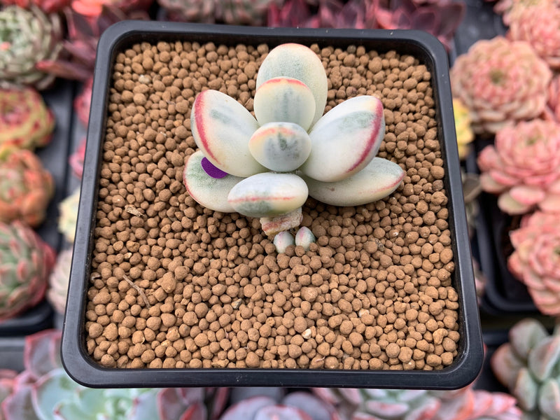 Cotyledon 'Orbiculata' Variegated 2" Succulent Plant