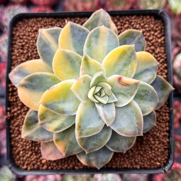 Graptoveria 'Harry Watson' Variegated 2"-3" Succulent Plant