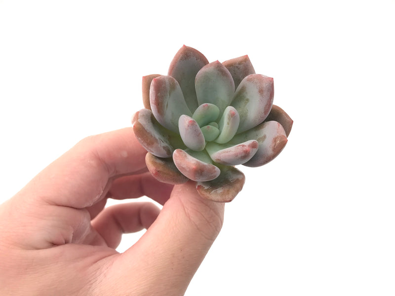 Echeveria 'Monroe Queen' 1"-2" New Hybrid Succulent Plant