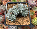 Dudleya 'White Greenii' 3"-4" Cluster Succulent Plant