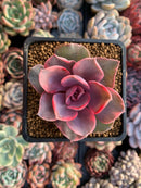 Echeveria 'Rainbow' Variegated 2"-3” Rare Succulent Plant